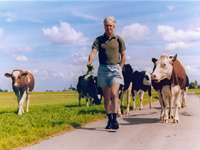 Herman Vuijsje, wandelend met koeien